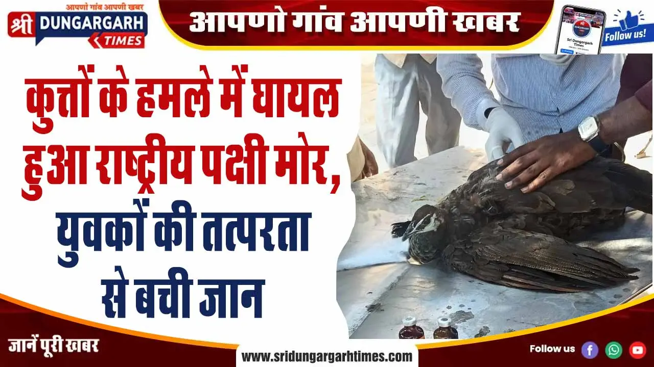 कुत्तों के हमले में घायल हुआ राष्ट्रीय पक्षी मोर, युवकों की तत्परता से बची जान