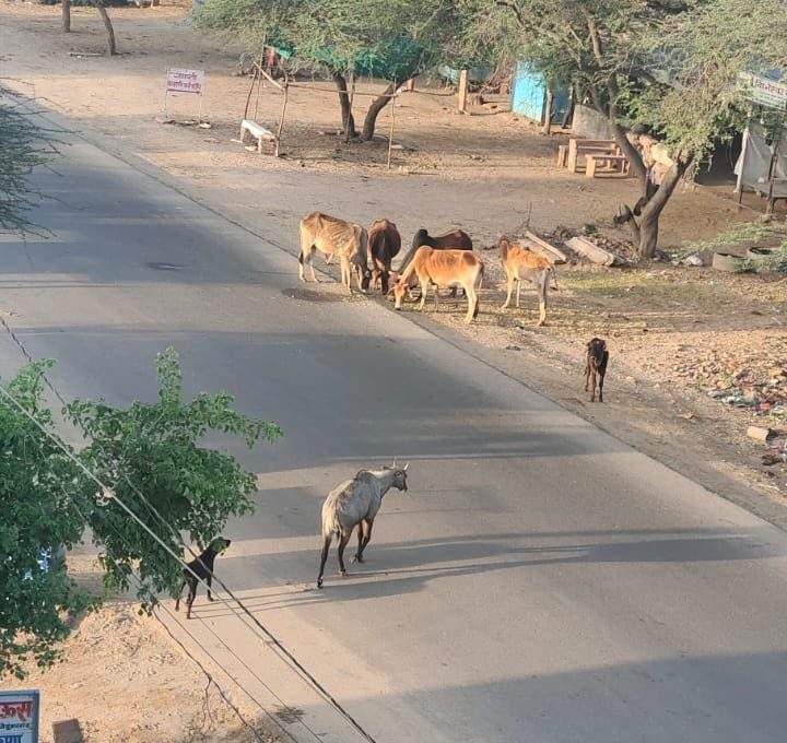 श्रीडूंगरगढ़ टाइम्स। आज सुबह नील गाय बीदासर मार्ग से घुमचक्कर पर आई। 